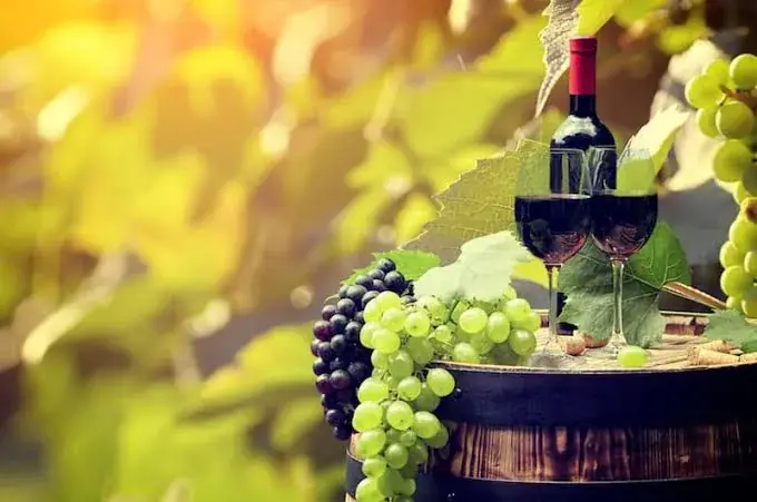 Best Wine Tasting Destinations USA | Comprehensive Analytical Regional Guide